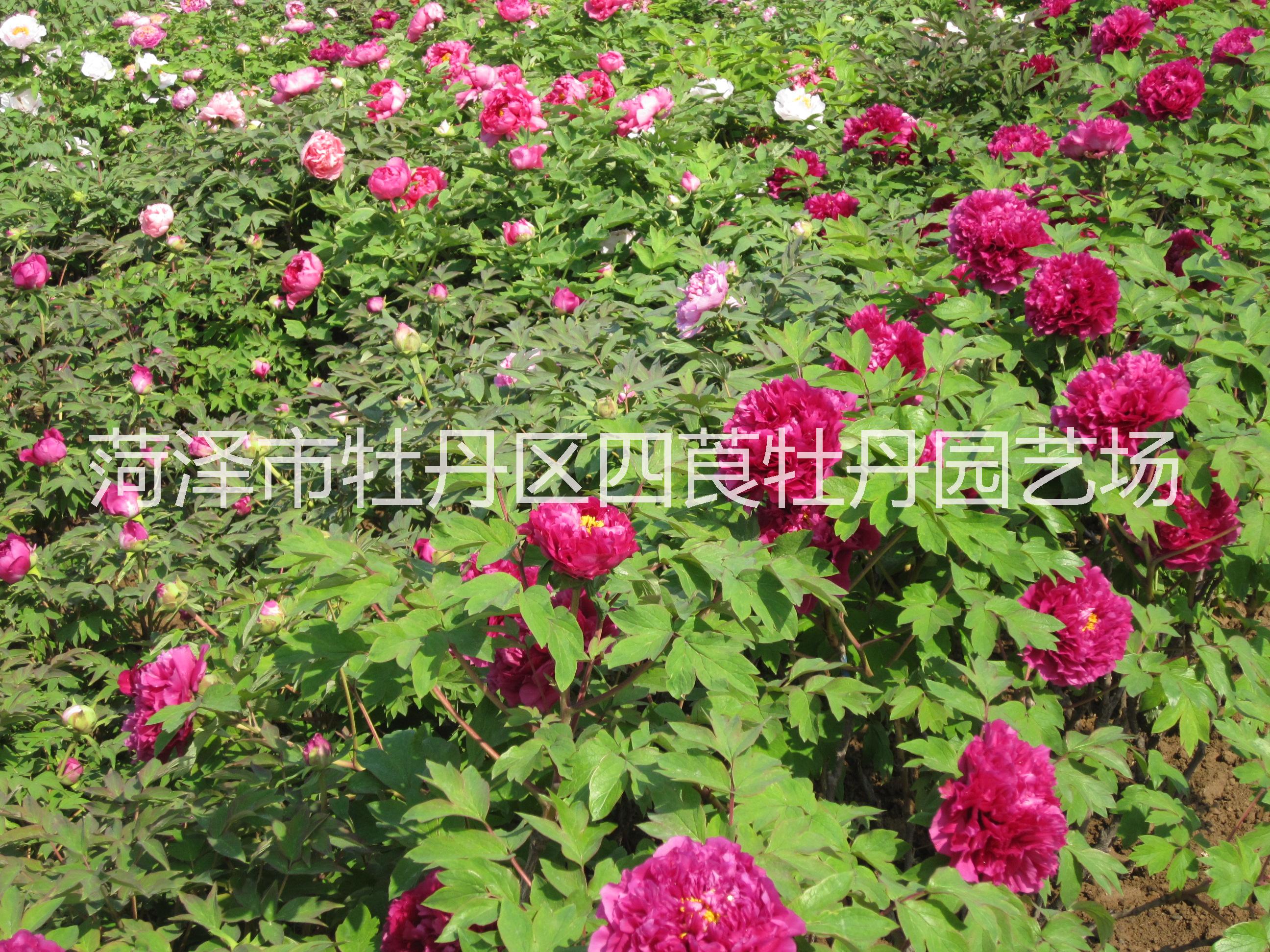 江蘇牡丹芍藥種植基地 江蘇國(guó)花牡丹 江蘇牡丹苗批發(fā)