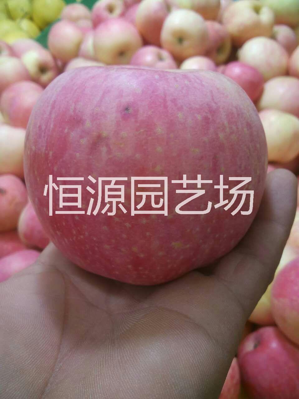 蘋果樹苗@蘋果苗多少錢一株@批發(fā)出售蘋果樹苗@蘋果苗南北方種植 嫁接蘋果苗