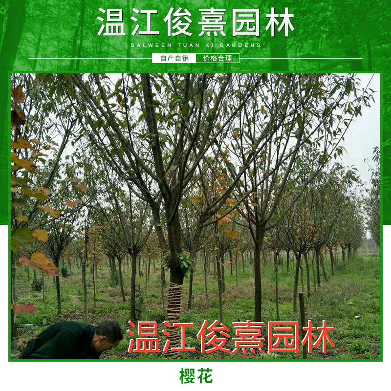 成都林種植基地櫻花 成都櫻花苗大量批發(fā) 成都櫻花苗批發(fā)價(jià)格