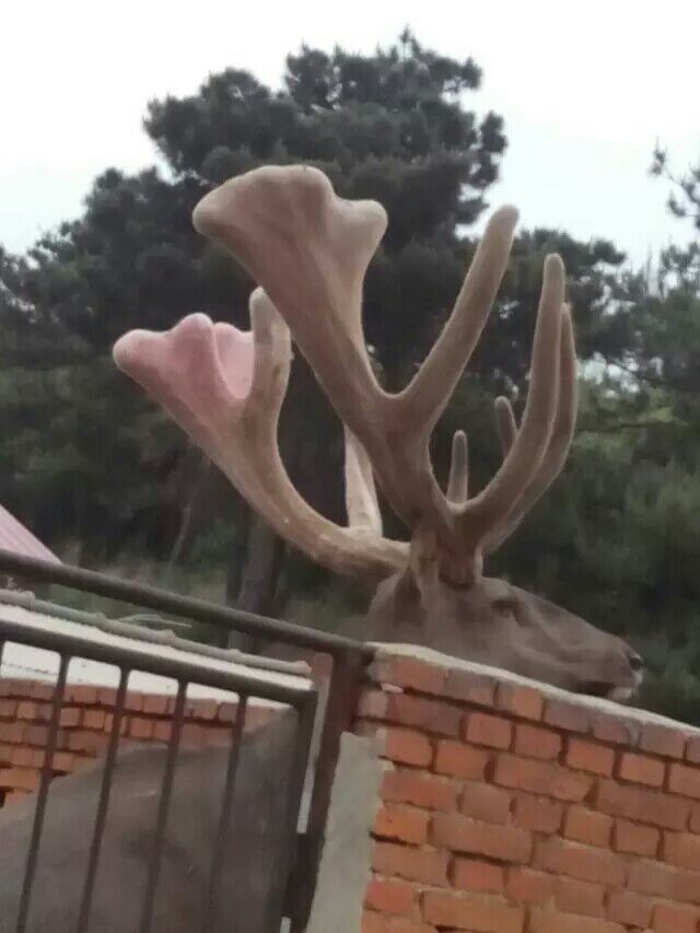 鹿茸哪里買