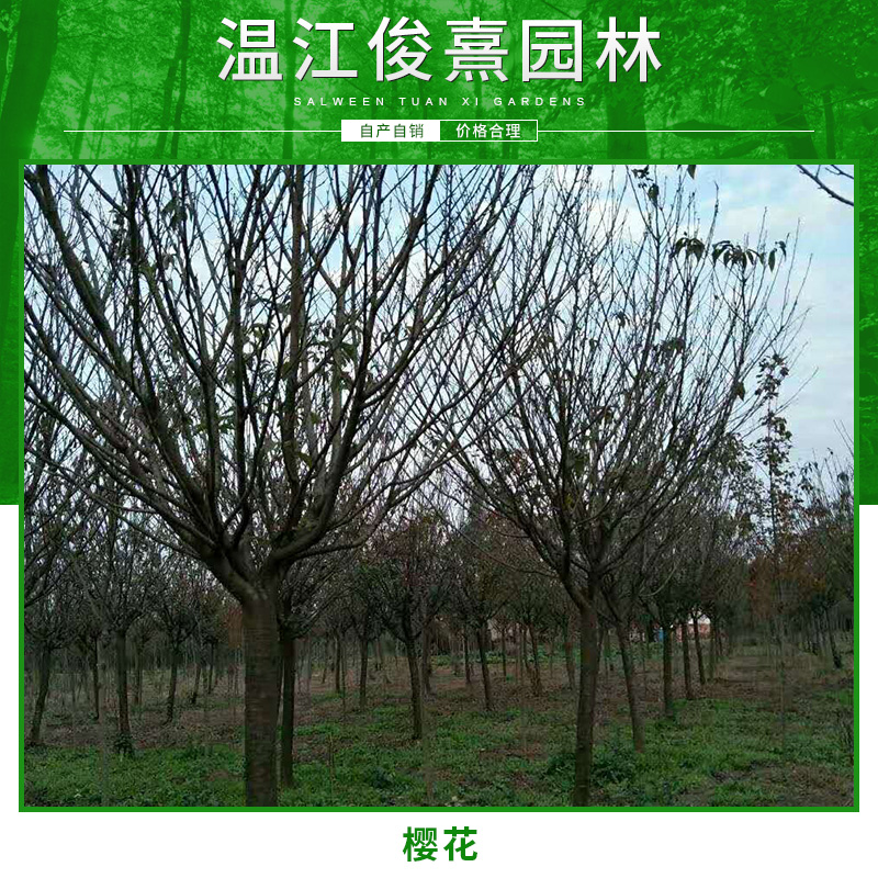 成都林種植基地櫻花 成都櫻花苗大量批發(fā) 成都櫻花苗批發(fā)價(jià)格