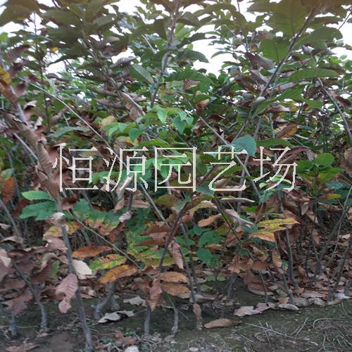 梨樹苗基地批發(fā)價格報價@梨樹苗出售@梨樹苗多少錢@梨樹苗種植技術(shù) 梨樹苗品種