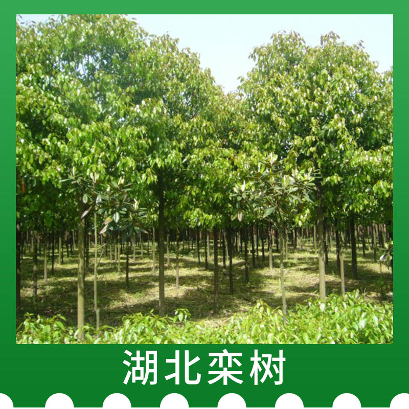 湖北欒樹價格，湖北欒樹種植，湖北欒樹批發(fā)商