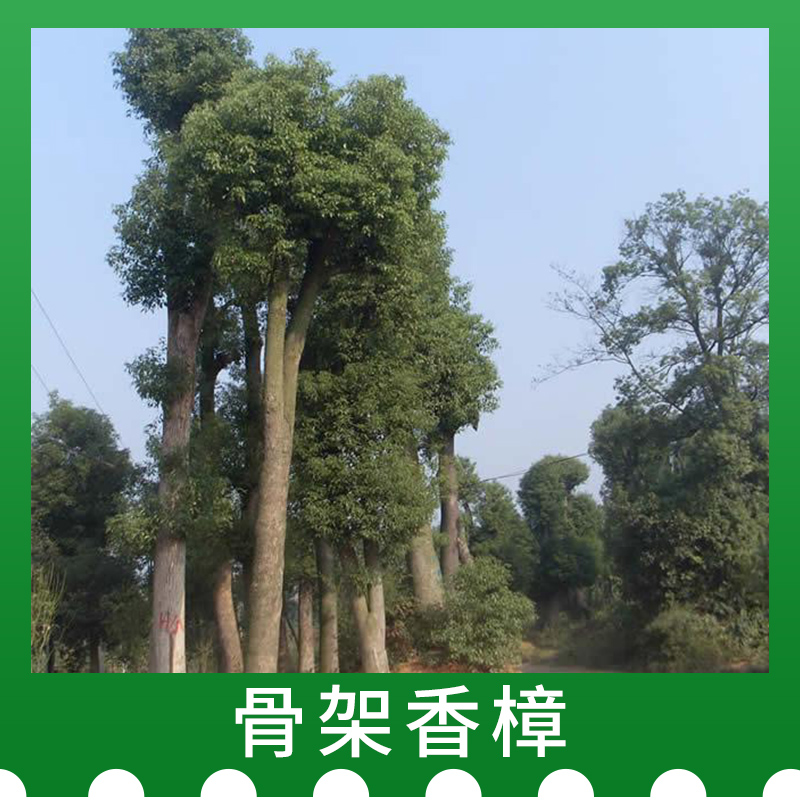 貴州骨架香樟價(jià)格，貴州骨架香樟種植，貴州骨架香樟批發(fā)商