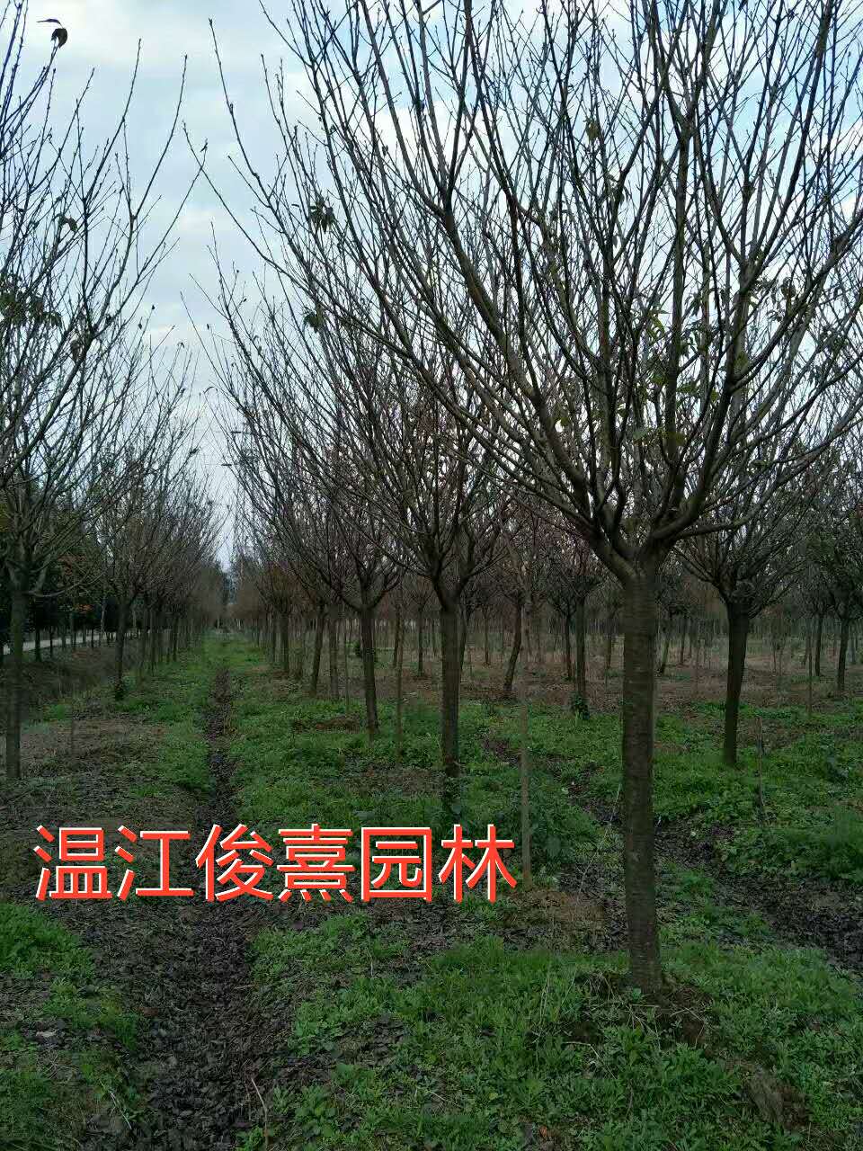 日本櫻花栽培技術，四川櫻花供應電話，成都櫻花價格 日本櫻花