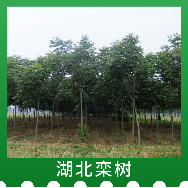 湖北欒樹價格，湖北欒樹種植，湖北欒樹批發(fā)商
