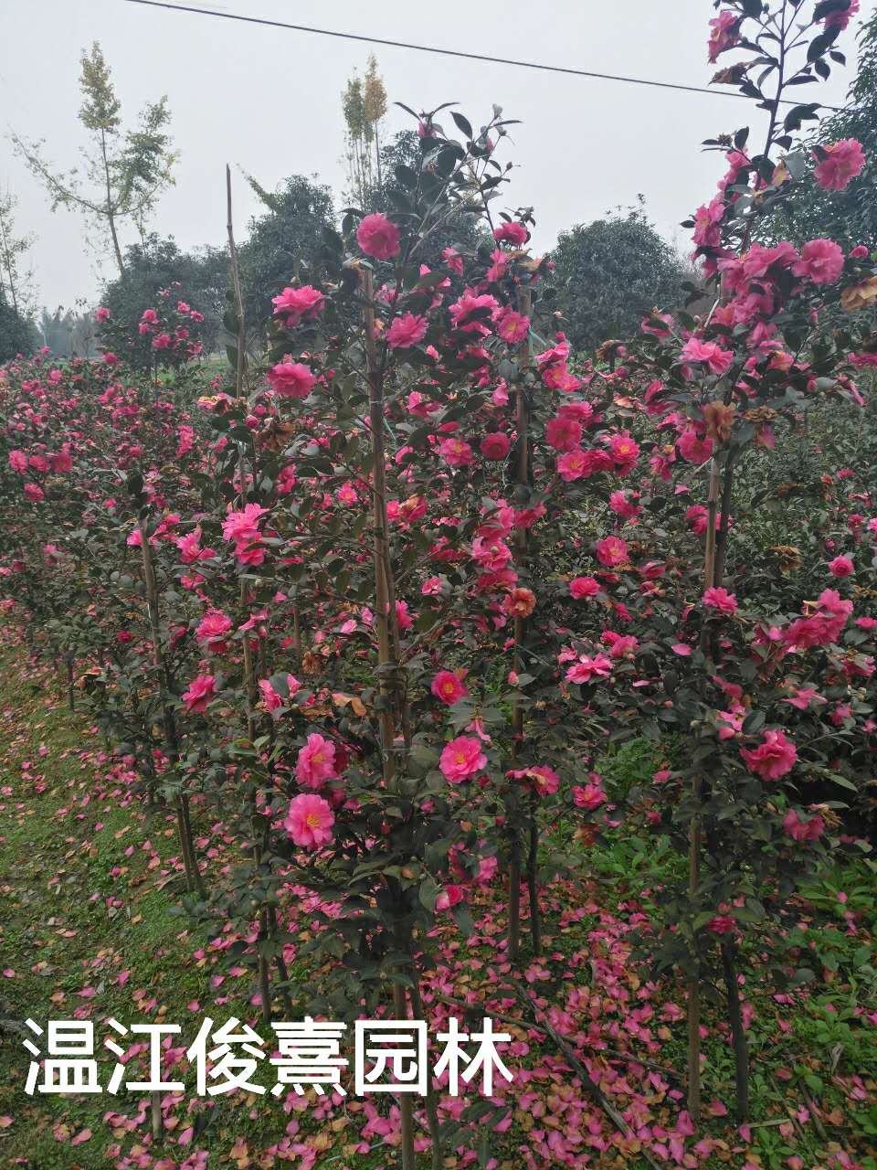 湖北茶梅種植園，咸寧茶梅批發(fā)價格，宜昌茶梅種植基地電話