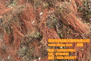 丹參種子-航天丹參種子-丹參