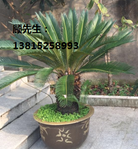 別墅綠化果樹(shù)，楊梅樹(shù)，蘇州楊梅樹(shù)