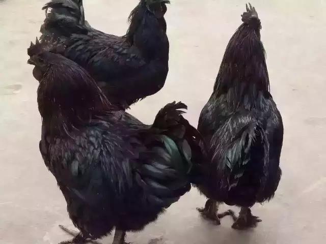 甘孜州藏香雞批發(fā)