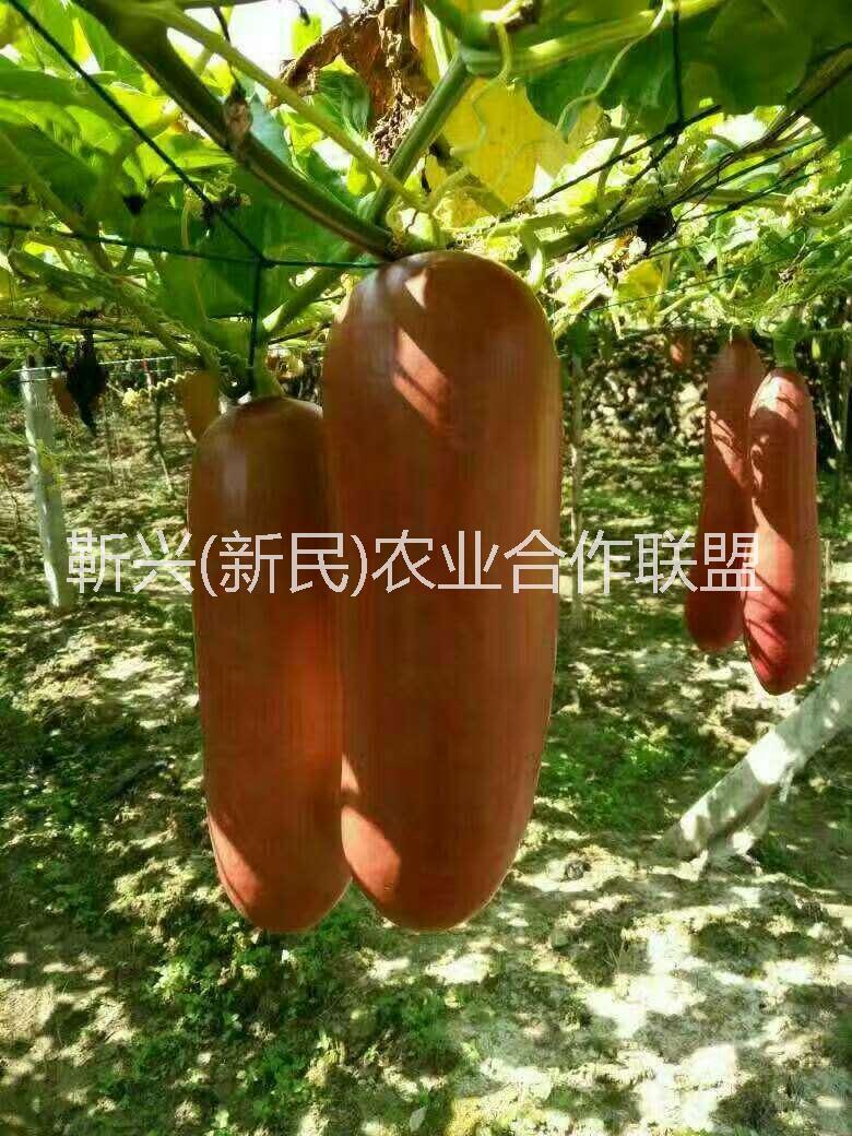 香如蜜長(zhǎng)什么樣｜香如蜜水果種子火熱出售｜新奇水果香如蜜