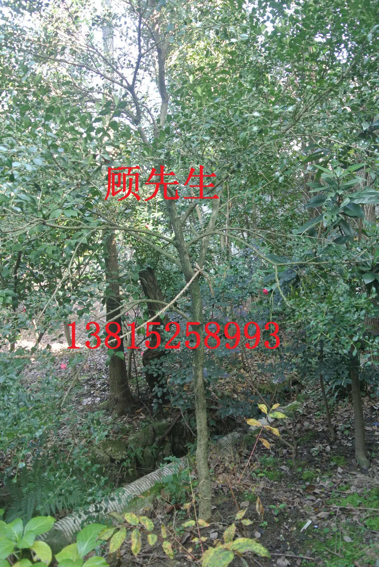 別墅綠化苗木批發(fā)
