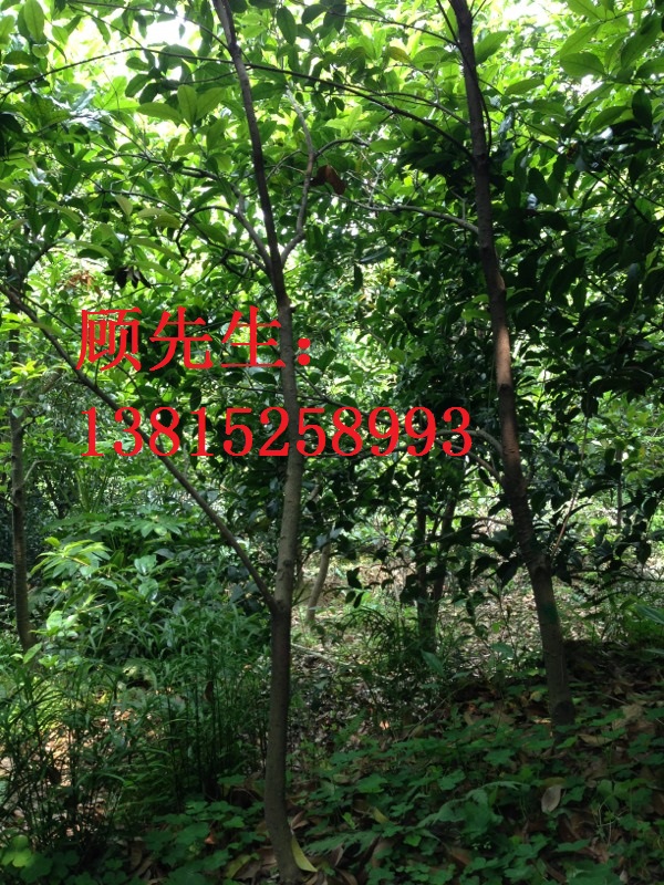 桂花樹批發(fā)與供應(yīng)