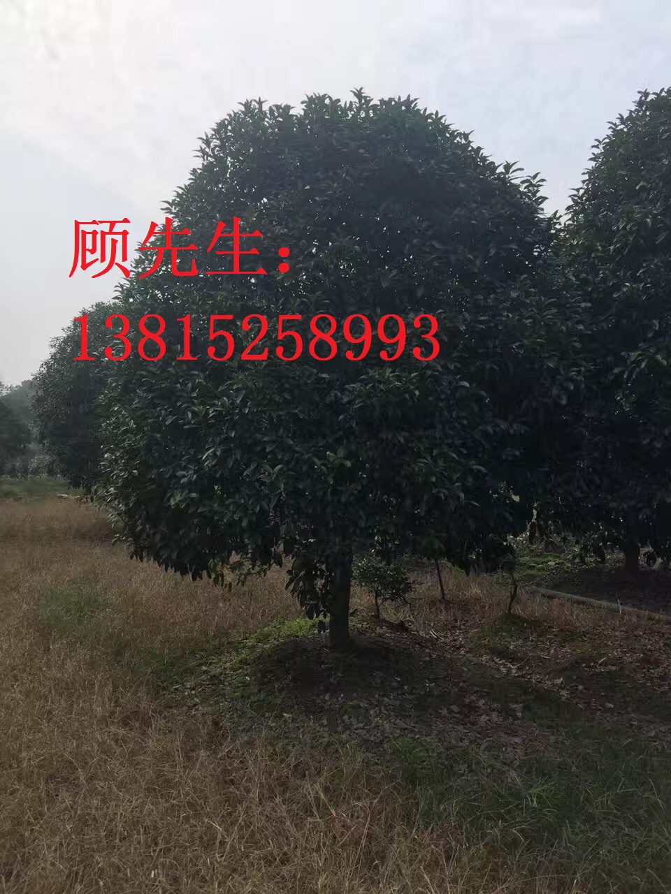 桂花樹批發(fā)與供應(yīng)