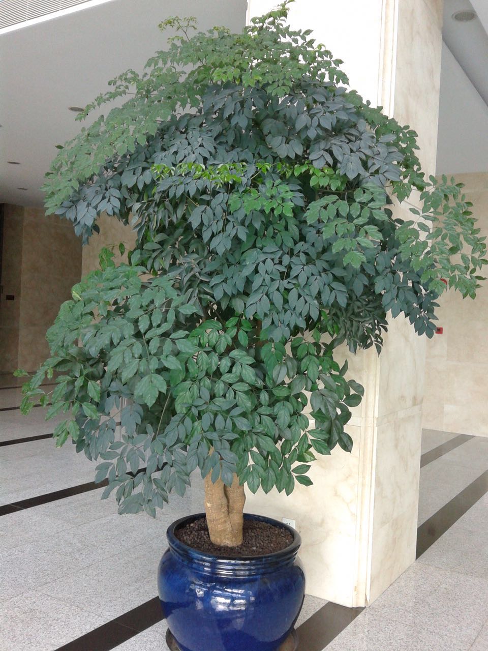 重慶植物租賃 重慶花卉租賃  重慶植物租賃重慶花卉租賃哪家好