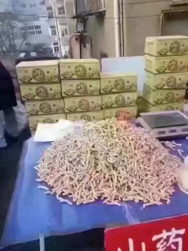 新疆巴坦木