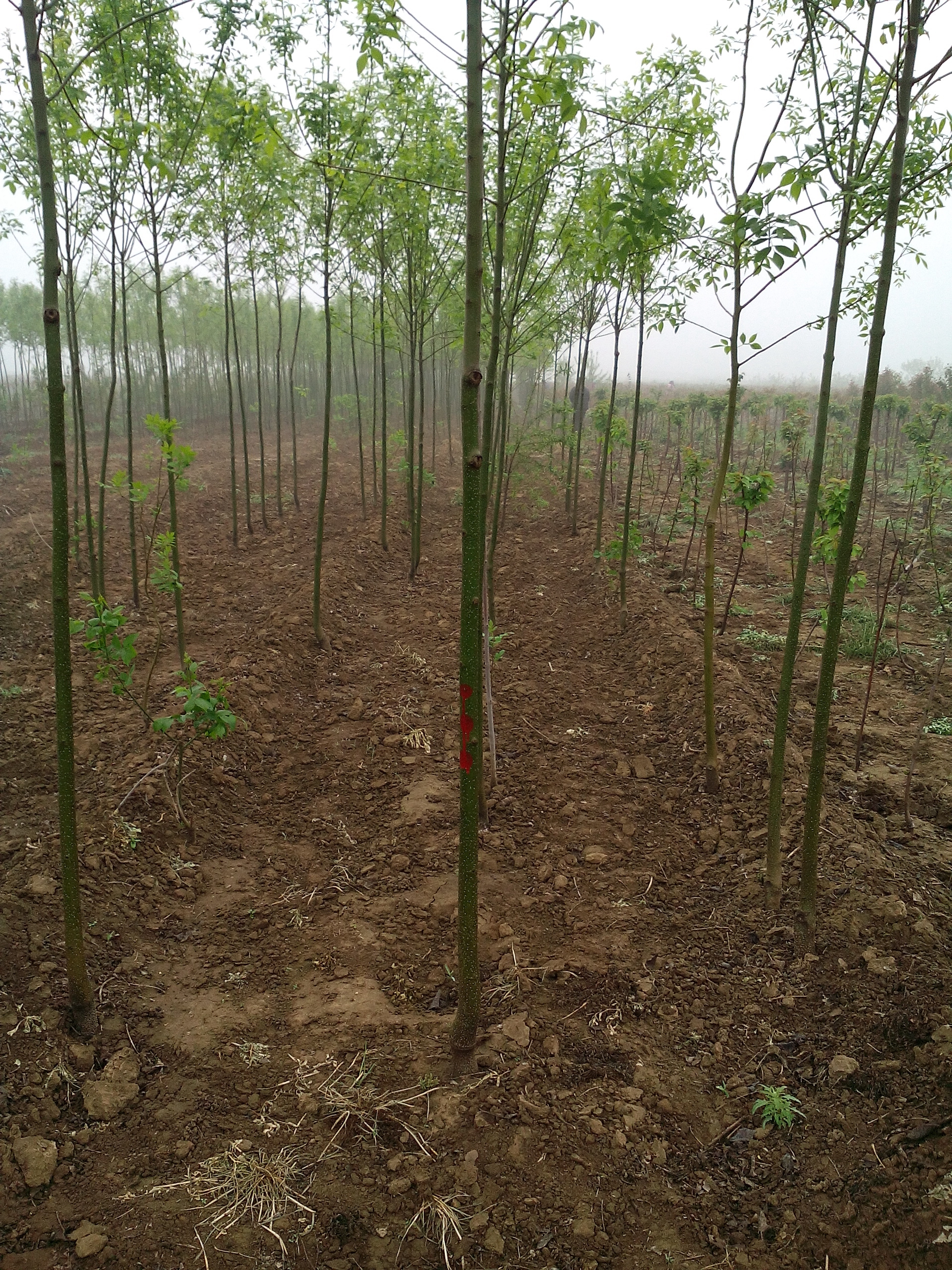 白蠟樹苗，3-5cm白蠟樹苗，山東泰安3.2米定桿的白蠟樹批發(fā)