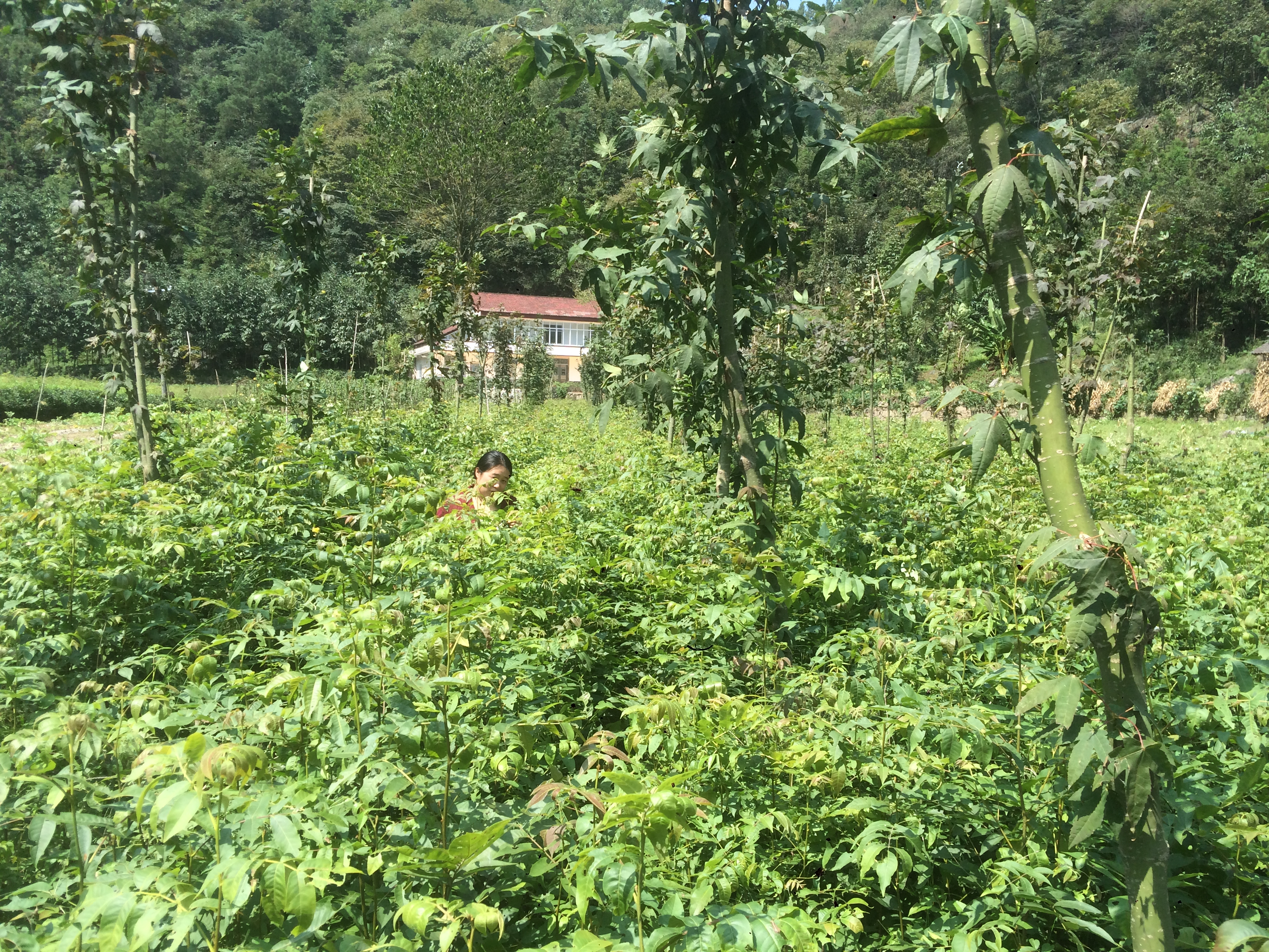 高40-100厘米 *柳苗 *柳小苗 青錢柳苗 青錢柳苗價格 青錢柳苗供應(yīng)商