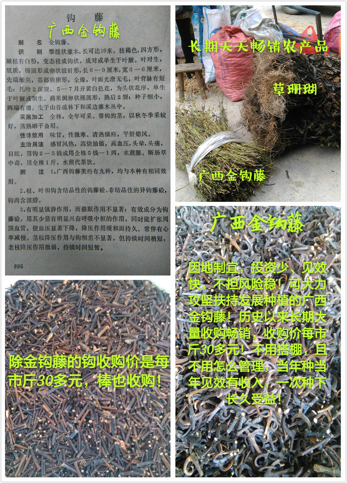 廣西批發(fā)鉤藤種苗藥材金鉤藤種苗 金桂