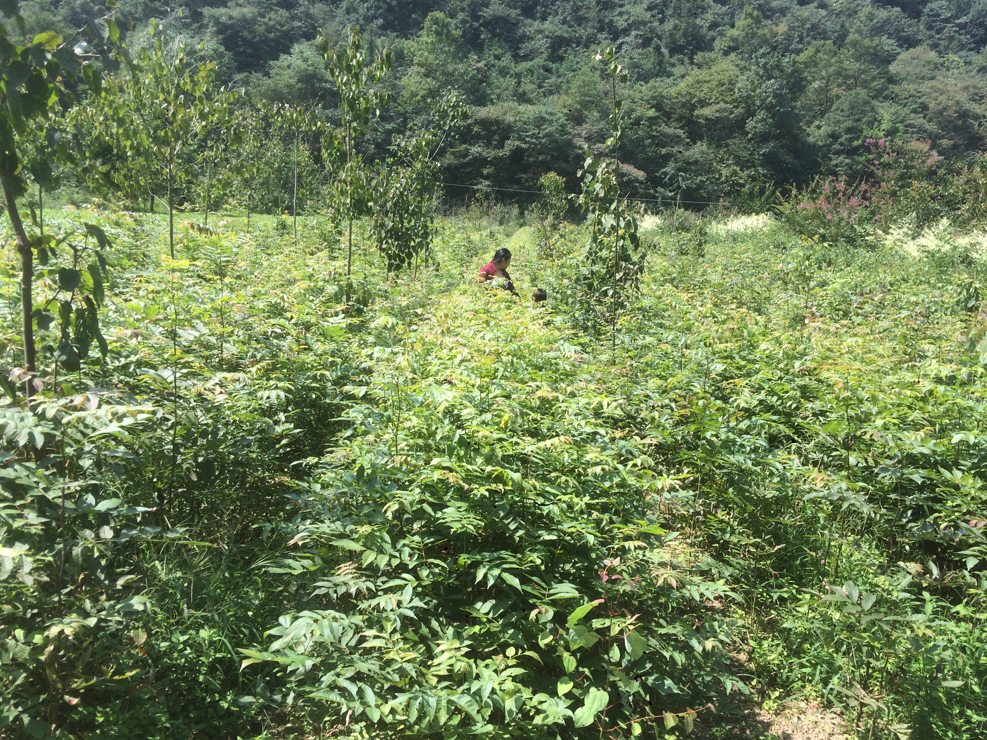 高40-100厘米 *柳苗 *柳小苗 青錢柳苗 青錢柳苗價格 青錢柳苗供應(yīng)商