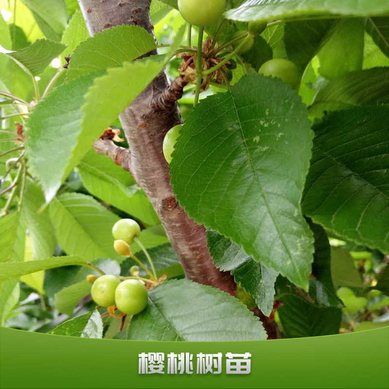 櫻桃樹苗出售果樹苗批發(fā)嫁接紅燈櫻桃樹苗南北方栽植盆栽車厘子苗