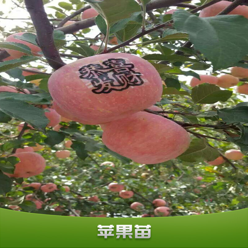 蘋果苗出售紅富士矮化蘋果苗 品種齊全基地直銷