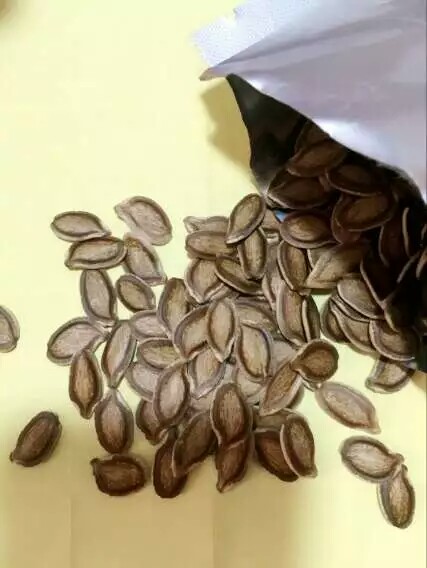 香如蜜長(zhǎng)什么樣｜香如蜜水果種子火熱出售｜新奇水果香如蜜