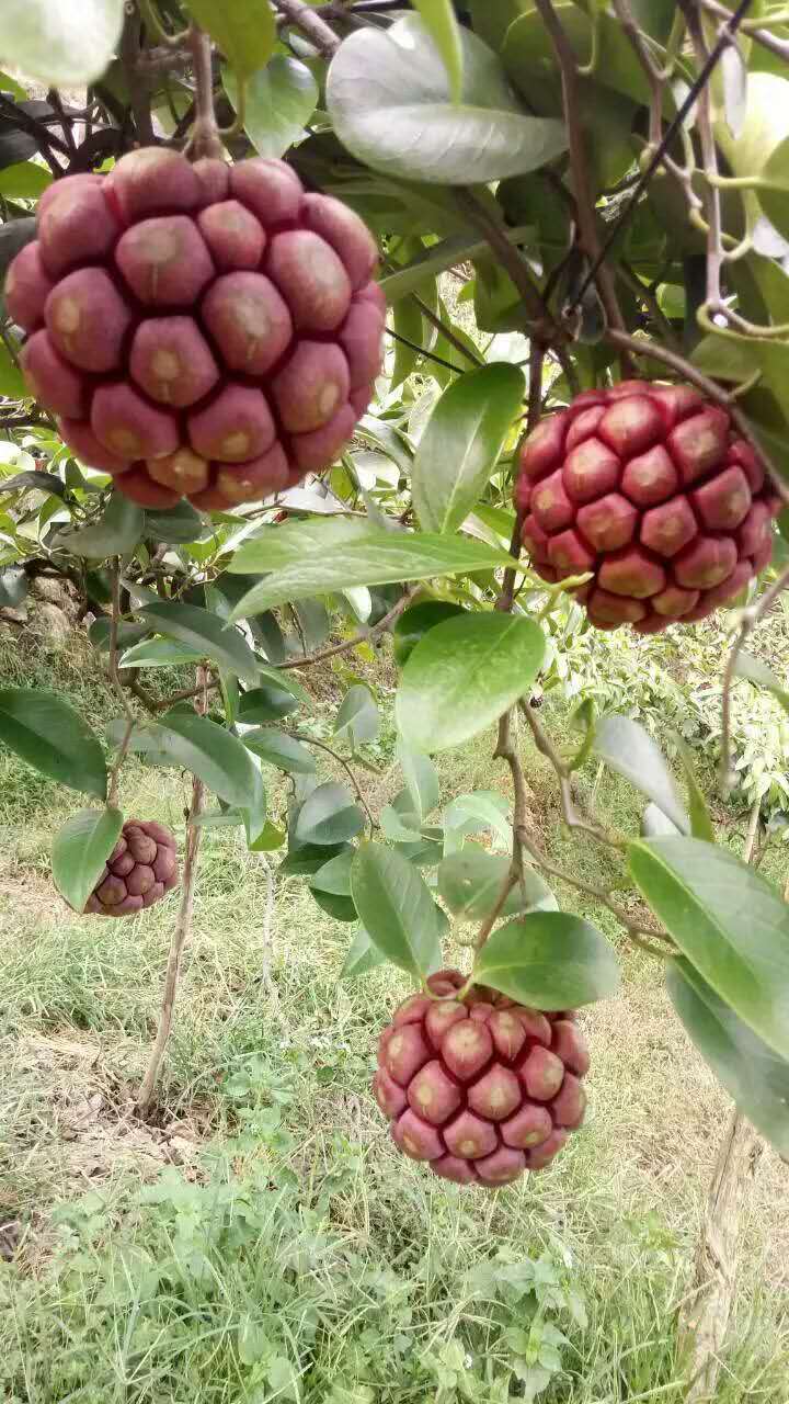 黑老虎價(jià)格，長壽果批發(fā)價(jià)，長壽果黑老虎