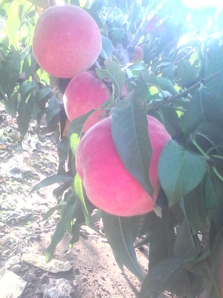 青州濤九紅桃樹苗批發(fā)價格，青州濤九紅桃樹苗種植基地