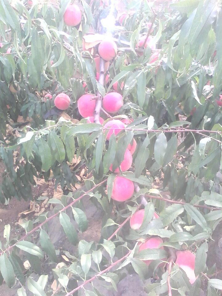 湖北濤九紅桃樹苗批發(fā)價格，湖北濤九紅桃樹苗種植基地