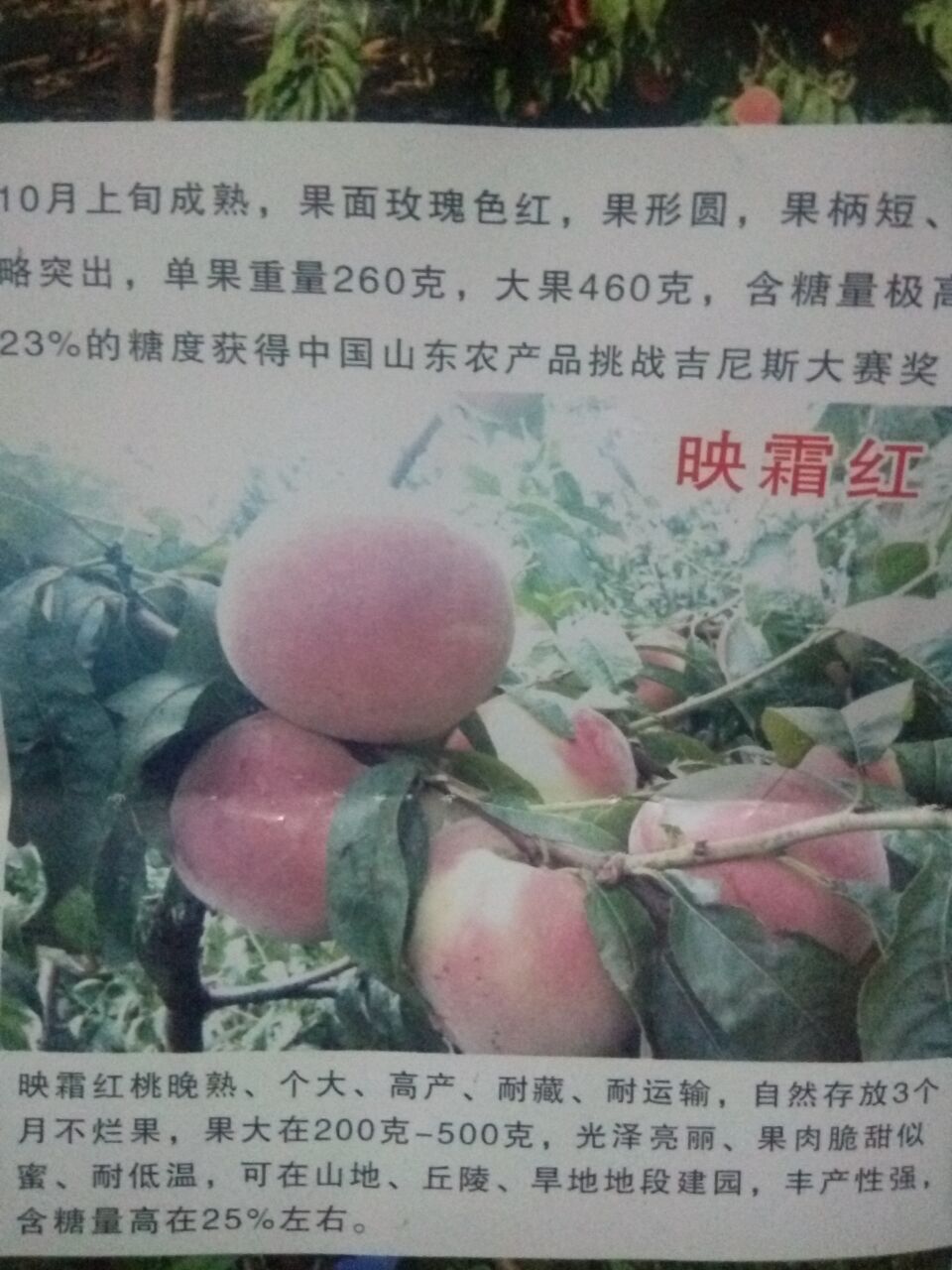 江西映霜紅桃樹苗批發(fā)價格，青州映霜紅桃樹苗批發(fā)，