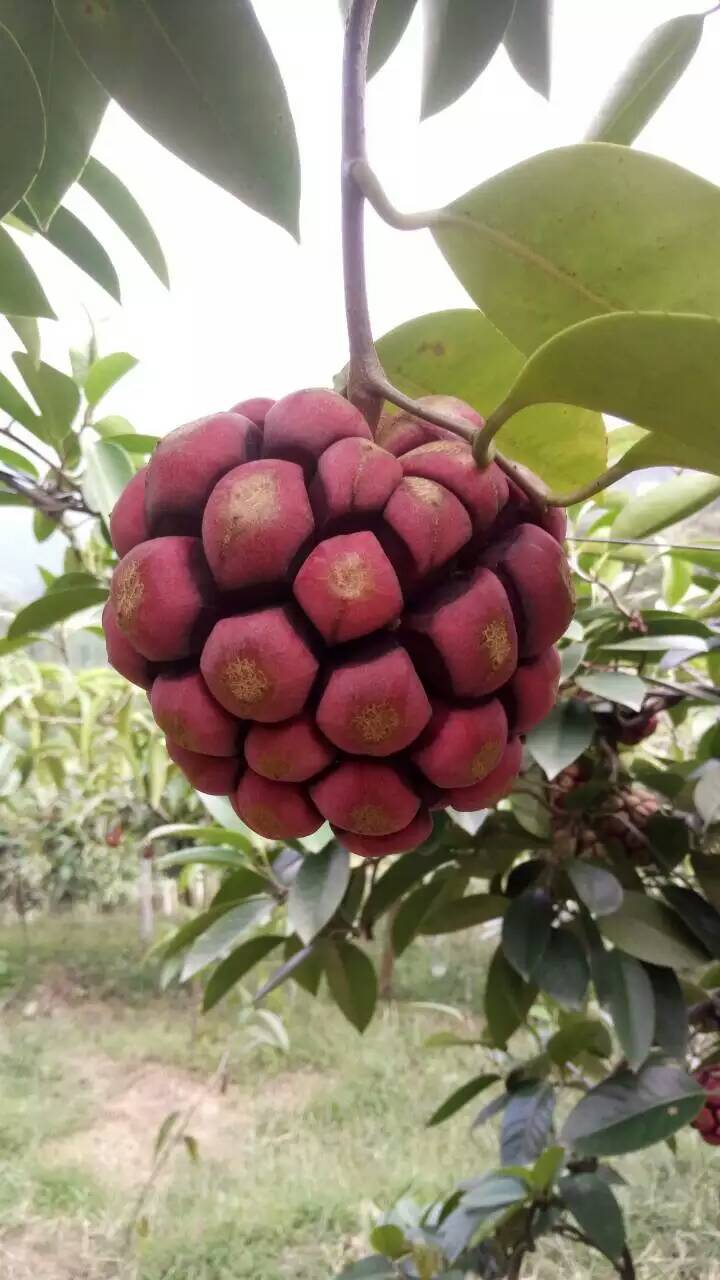 黑老虎價(jià)格，長壽果批發(fā)價(jià)，長壽果黑老虎