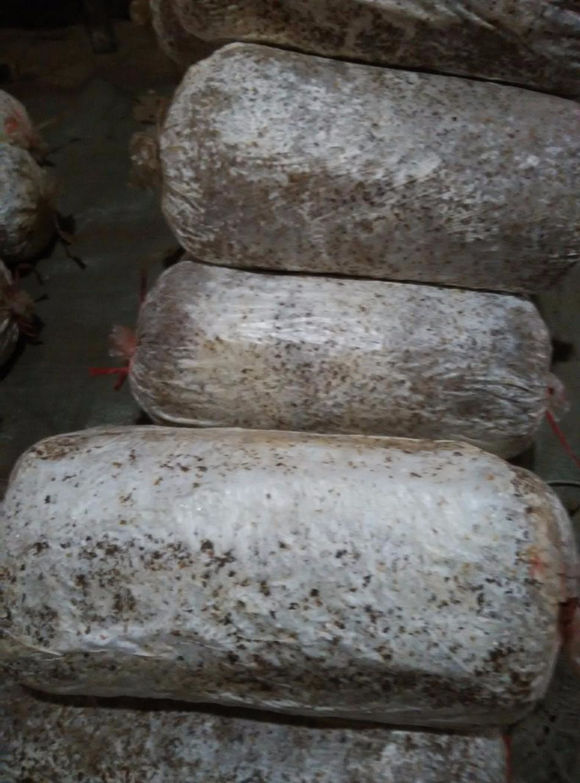 山東大量*供應平菇栽培菌種出菇菌棒