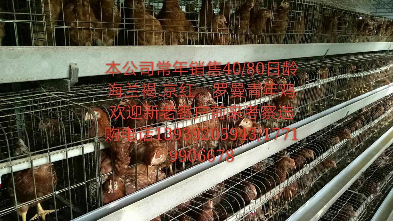 河南青年雞哪家好*惠