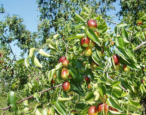 山西棗樹苗、山西嫁接棗樹苗