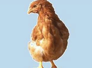 河南青年雞哪家好*惠