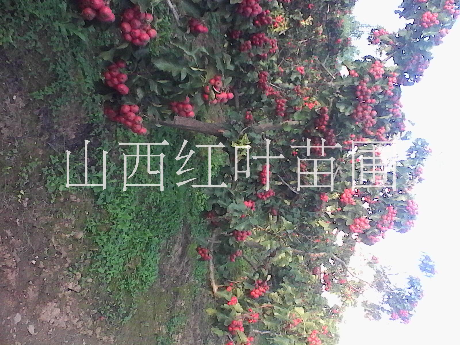 山西山楂果價格，運城山楂果一斤多少錢