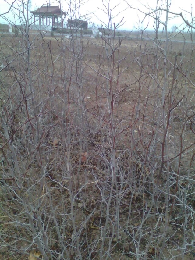 山西棗樹苗、山西嫁接棗樹苗