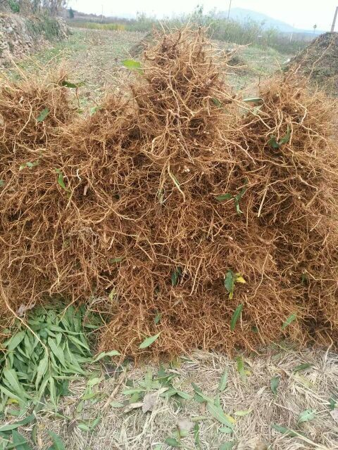 湖南靈山雪桃桃苗批發(fā)價格，青州靈山雪桃桃苗種植基地