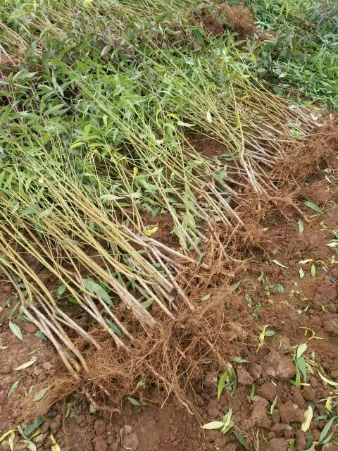 四川濤九紅桃樹苗批發(fā)價(jià)格，四川濤九紅桃樹苗種植基地