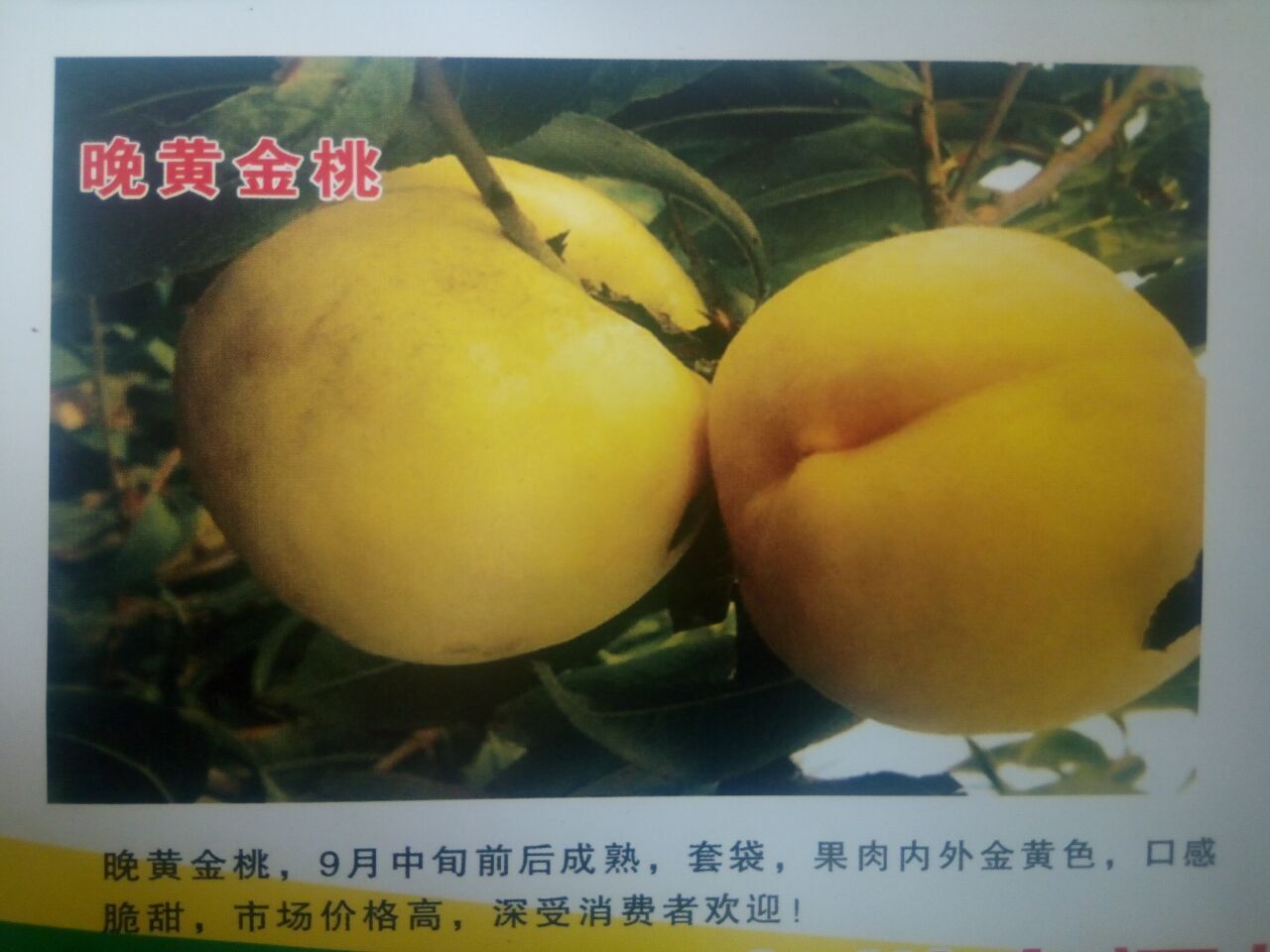 山東晚黃金桃樹苗批發(fā)價格  晚熟晚黃金桃樹苗 當年嫁接晚黃金桃樹