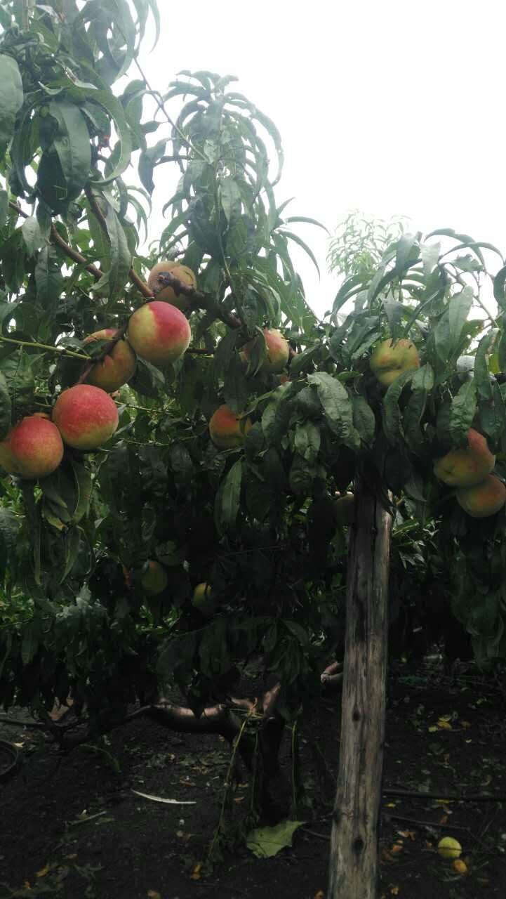 山東靈山雪桃桃苗批發(fā)價格，青州靈山雪桃桃苗種植基地