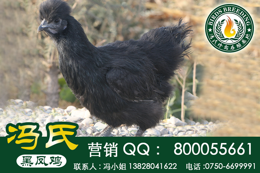 廣東黑鳳烏雞“麻羽、黑羽、紅冠”