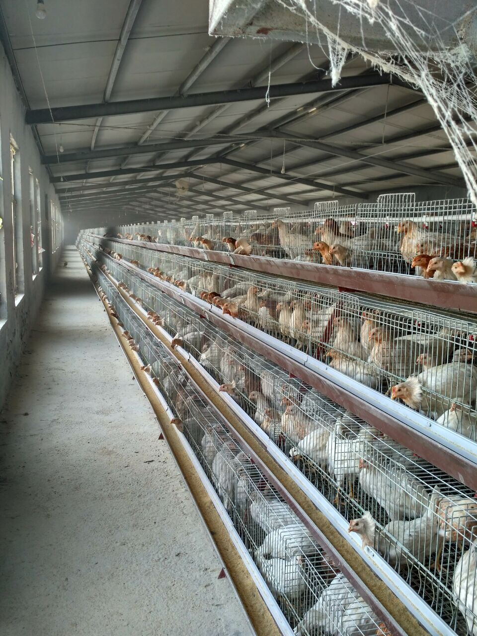 優(yōu)質(zhì)華裕 海蘭灰青年雞 海蘭灰蛋雞青年雞 海蘭褐蛋雞青年雞