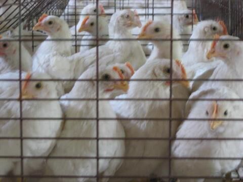 羅曼粉青年雞， 羅曼粉蛋雞，粉殼羅曼粉蛋雞，粉殼蛋雞蛋雞