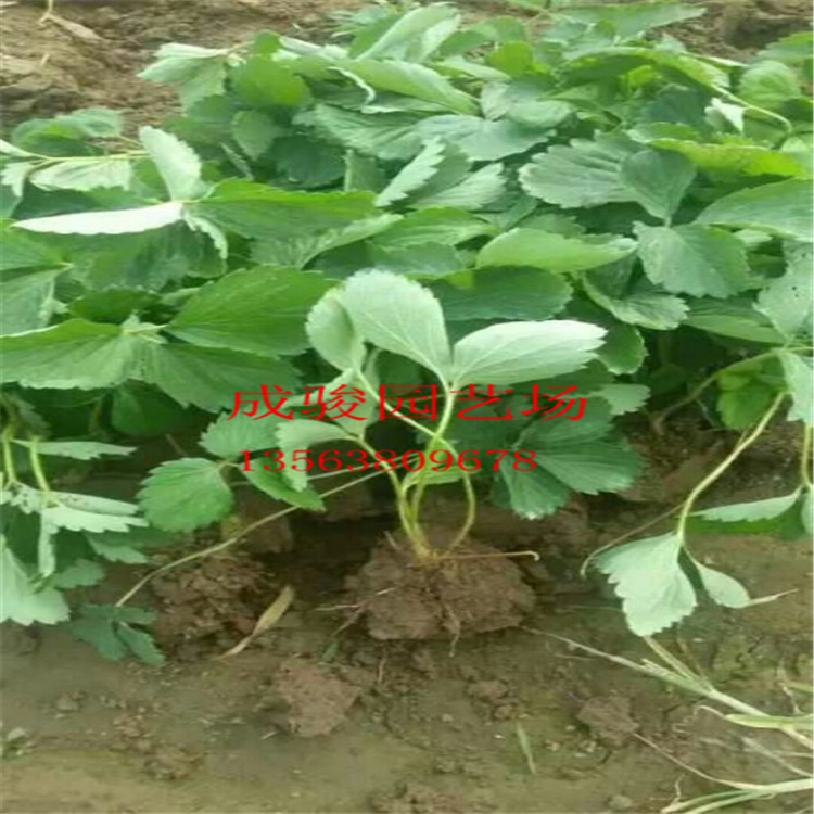 奶油草莓苗 山東奶油草莓苗 草莓苗批發(fā) 草莓苗供應商 草莓苗廠家