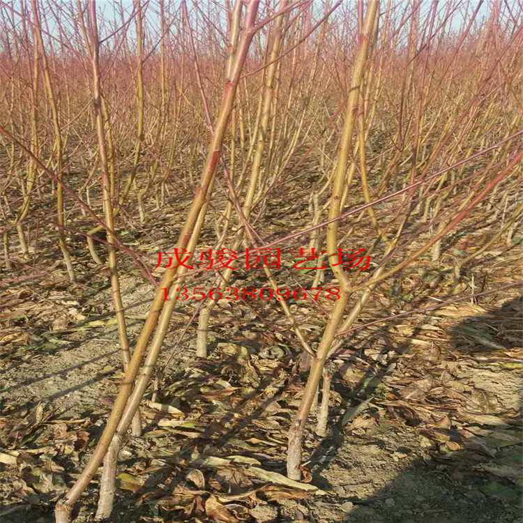 桃樹苗批發(fā)果樹苗嫁接桃樹苗新品種 映霜紅樹苗黃桃樹苗秋彤桃樹苗