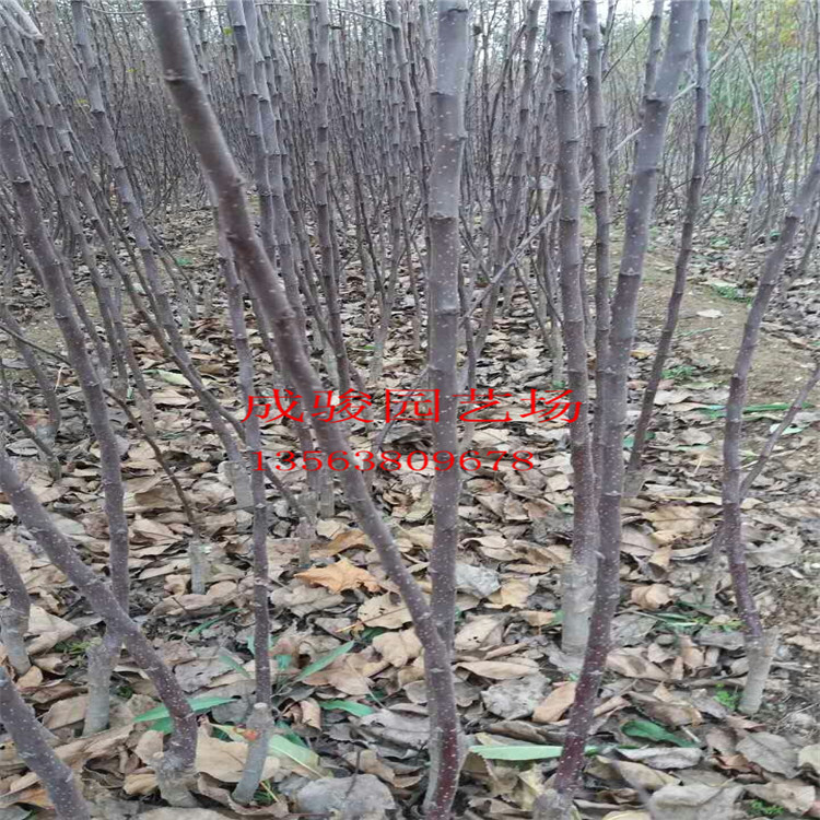 成駿園藝出售矮化蘋果苗 短枝蘋果樹苗 紅肉蘋果苗易采摘嫁接蘋果苗 早熟高產(chǎn)蘋果