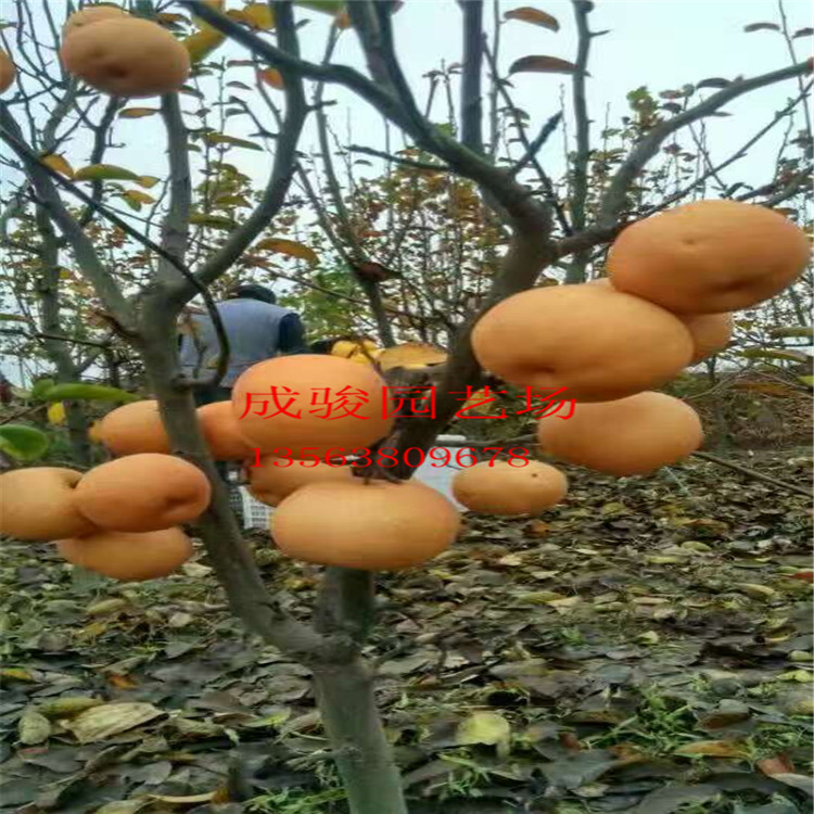 成駿園藝出售梨樹苗 黃金梨樹苗 晚秋黃梨樹苗 梨樹嫁接苗