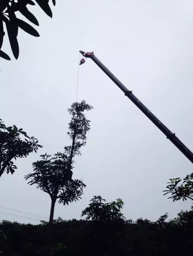 盆架子 揭陽普寧盆架子  鳳凰木供應(yīng) 揭陽鳳凰木